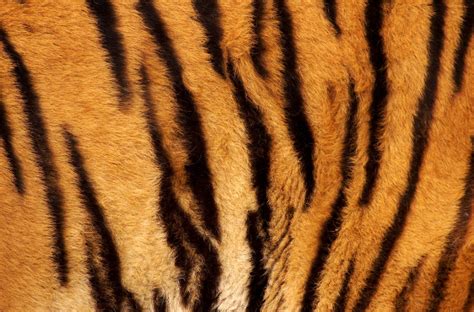 Tiger Fur Background Crown Ridge Tiger Sanctuary