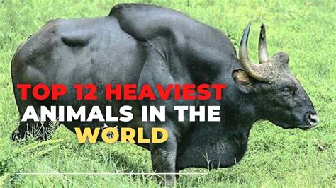 Worlds Heaviest Animals Top 12 Heaviest Animals In The World Youtube