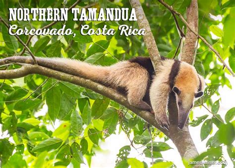 Wildlife In Corcovado National Park Costa Rica Photos • James Kaiser