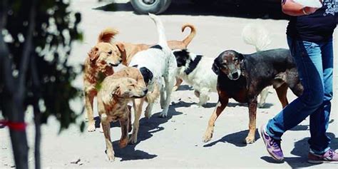 ‘ley De Cuatro Patas Más De 12 Mil Perros Callejeros Requieren
