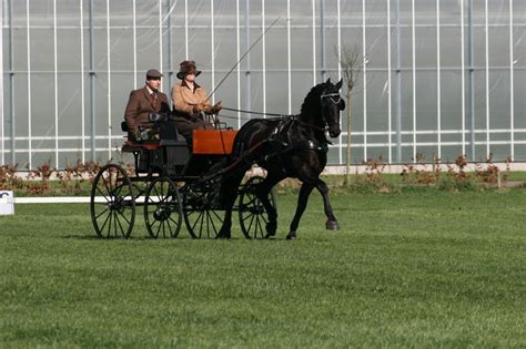 Carriage Driving Combined Carriage Driving Sport Horse Work Horses