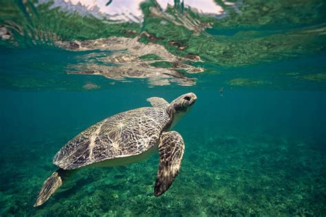 How Do Sea Turtles Sense Their Environment The State Of The World S