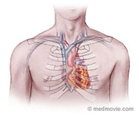 Because chest pains associated with a heart attack usually affect the left side of the chest, many people … ribs act like a cage of bones around your chest. Heart Location