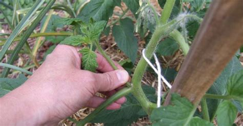 Here Is How To Prune Your Tomatoes For A Great Harvest