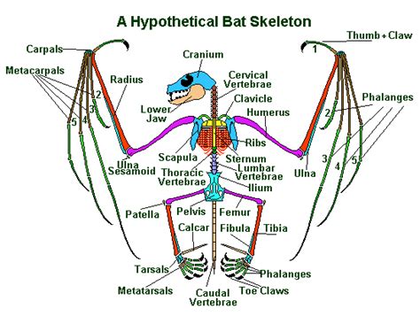Bat Anatomy 101 The Various Bones Of The Wing And Skeleton Earth Life