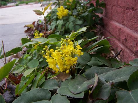 It has yellow flowers and blue berries (birds like). OREGON GRAPE | Creeping Oregon Grape(Mahonia repens) in ...