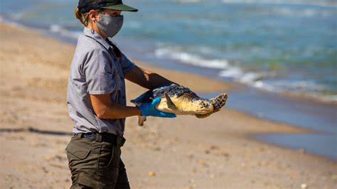 Endangered Sea Turtles Found On Louisiana Islands For First Time In 75