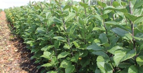 In many planting locations, rootstock is the most important part of a fruit tree. How to grow your own rootstocks
