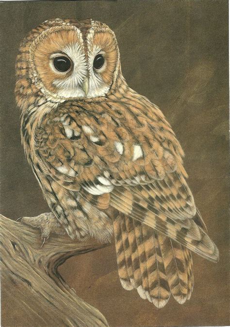 Tawny Owl Owl Illustration Owls Drawing Owl Painting