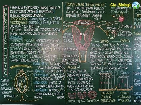 Biología Didáctica Nsc 5° Sistema Reproductor Femenino