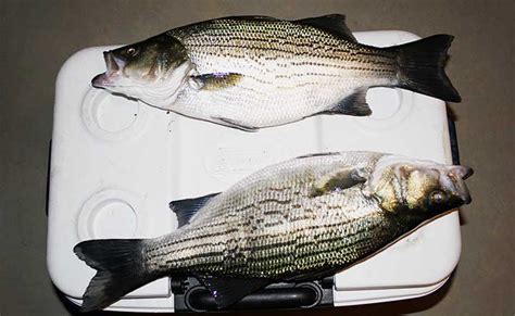 17 Best Hybrid Striped Bass Lures By Captain Cody