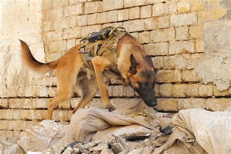See Pictures Of Heroic Dogs In The Military Orange County Register