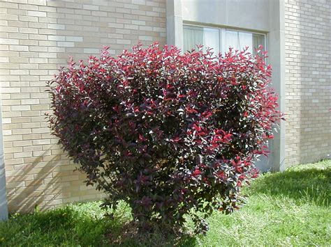 Nanking cherry bush in fruit. Purple Leaf Sand Cherry | Plants, Shrubs, Growing shrubs