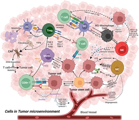 The Cellular And Structural Components In The Tumor Microenvironment