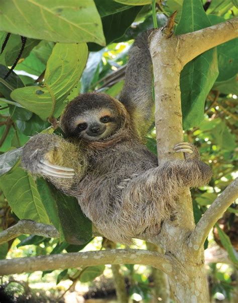 Sloth Definition Habitat Diet Pictures And Facts Britannica