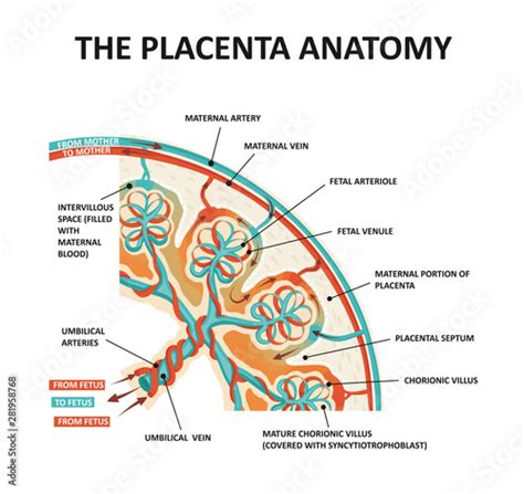 Human Fetus Placenta Anatomy Placental Structure And Circulation