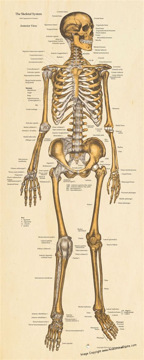 Kunst Anatomical Poster Laminated Human Skeleton Medical Layout