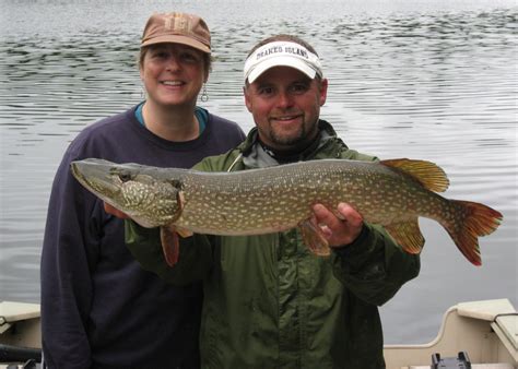 Northern Pike And Chain Pickerel Maine Wilderness Guide Service Llc