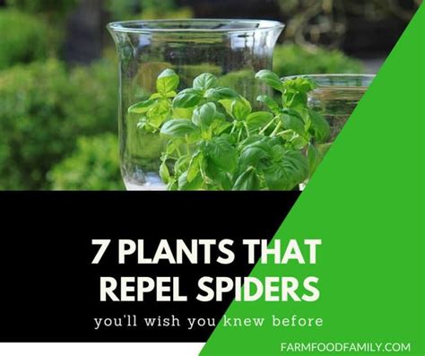 Natural Spider Repellents 7 Plants That Repel Spiders Farmfood