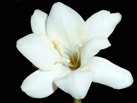 Maybe you would like to learn more about one of these? White Freesia Flower | The meaning of Freesia is sweetness ...