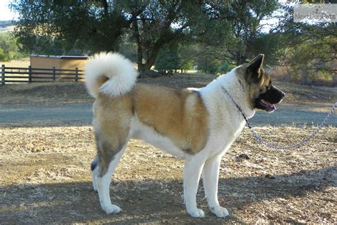 Meet Male A Cute Akita Puppy For Sale For 1600 Royalty Akitas Bishop