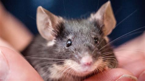 You will be as good as gold and as quiet as a mouse. Caring for your pet mouse | Blue Cross