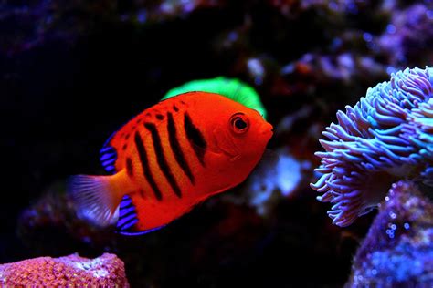 Saltwater Fish, Coral & Invertebrates - Aquarium Adventure ...