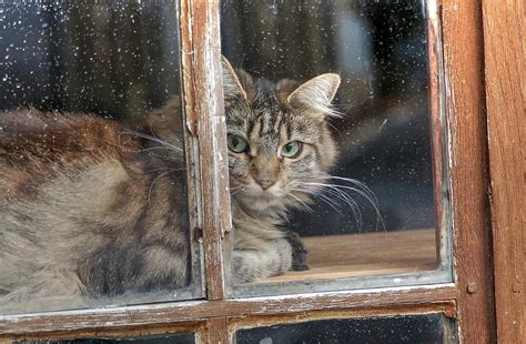 The woman in the window is an upcoming american psychological thriller film directed by joe wright, from a screenplay by tracy letts. Cat In The Window Photograph by Jan Carr