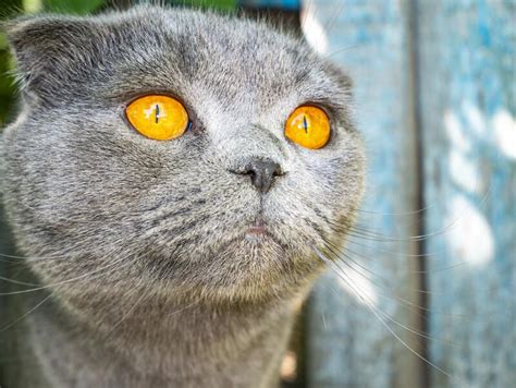 Gray Cat With Orange Eyes Stock Image Image Of Cute 30982269