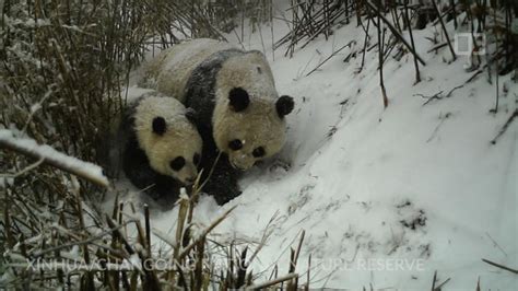 Cameras Capture Giant Pandas In The Wild Youtube