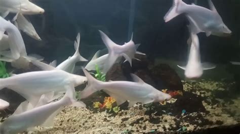 Homogent Fish Tank Edition Of Albino Iridescent Sharks Catfish