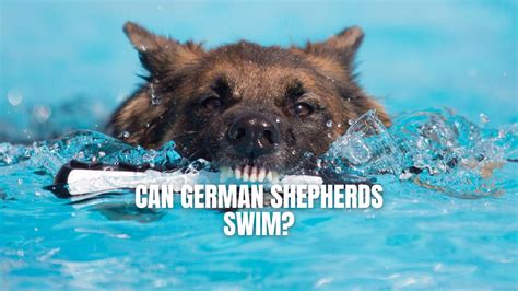 Can German Shepherds Swim Must Know Facts Gsd Colony