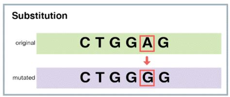 Types Of Mutations