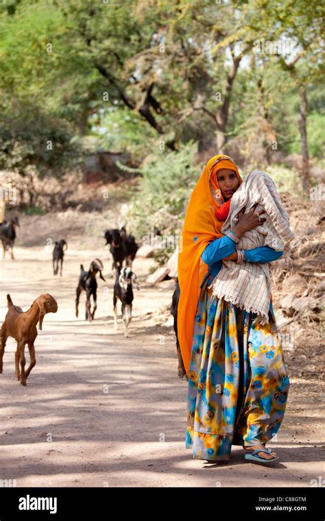 Indian Villager Leading Herd Of Goats In Village Near Ranthambore In