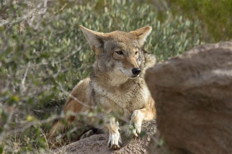 Coyote Wildlife Vagabond