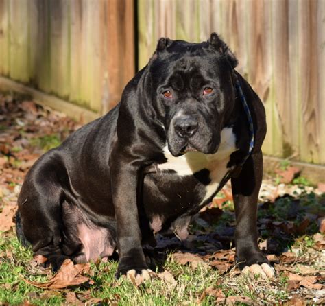 Found 306 american bully pets and animals ads from texas, us. American Bully Black Mamba