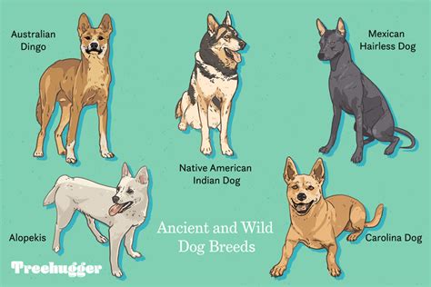 Pariah Dogs 9 Ancient And Wild Dog Breeds