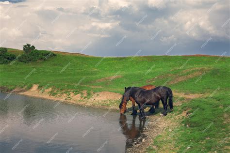 Premium Photo Beautiful Horses Drink Water In The Lake