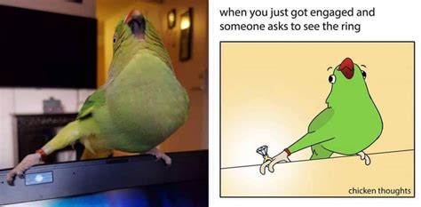 Cutesypooh Funny Birds Funny Parrots Funny Animal Memes