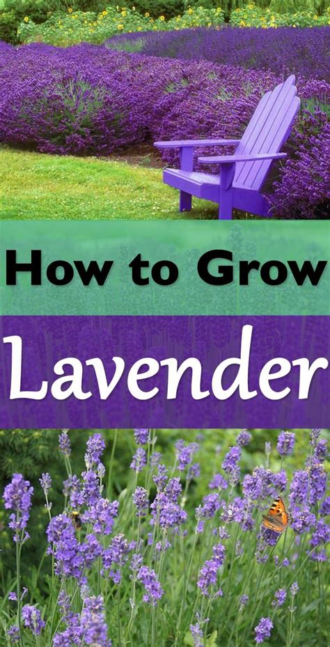 Everything About Growing Lavender Growing Lavender Lavender Plant