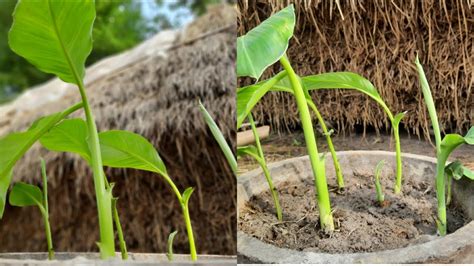 How To Propagate Banana Plants At Home Micropopagation Of Banana
