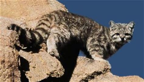 Andean cat (mountain cat) leopardus jacobita (syn. Cats of the World - Mountain Cat or Andean Cat