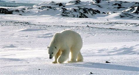 Wh Polar Bears Not Endangered Politico