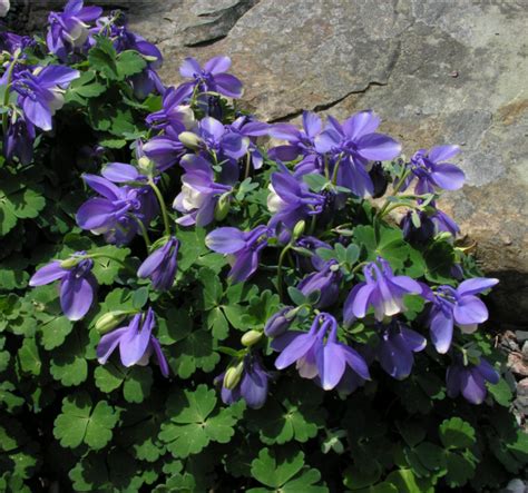 The answer is a simple one. White and purple spring flowers columbine.PNG Hi-Res 720p HD