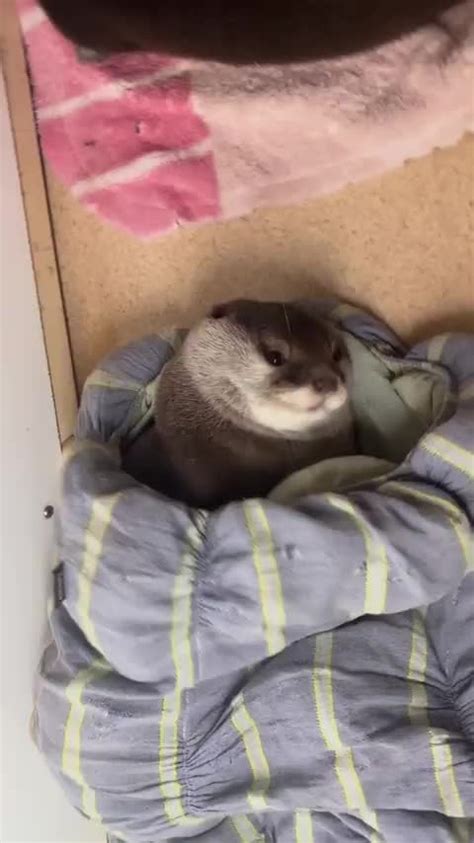 Otter Doesn T Want To Get Out Of Bed R Eyebleach