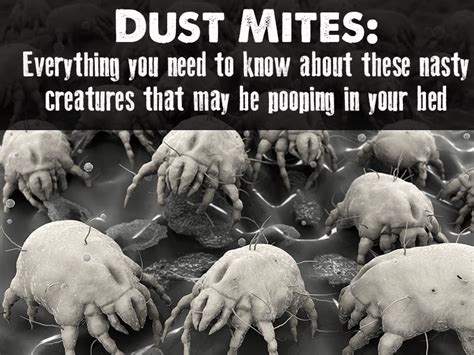 Everything You Didnt Want To Know About Dust Mites Wellness Mama