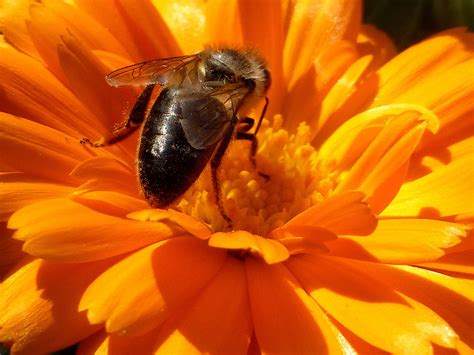 Insect Bee Honey Free Photo On Pixabay Pixabay