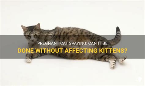 Pregnant Cat Spaying Can It Be Done Without Affecting Kittens Petshun
