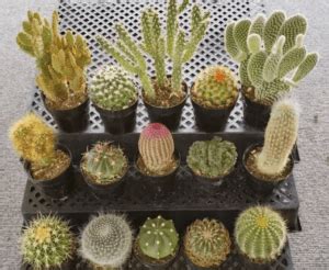 Unique Cactus Of The Month Clubs Cacti Gifts Food For Net