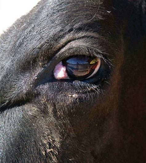 Looking Out For Eye Cancer In Cattle Shepparton News